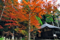 京都：高山寺