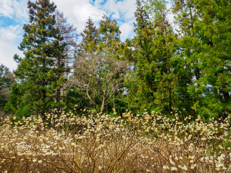 ミツマタの都留アルプス(500-650m)