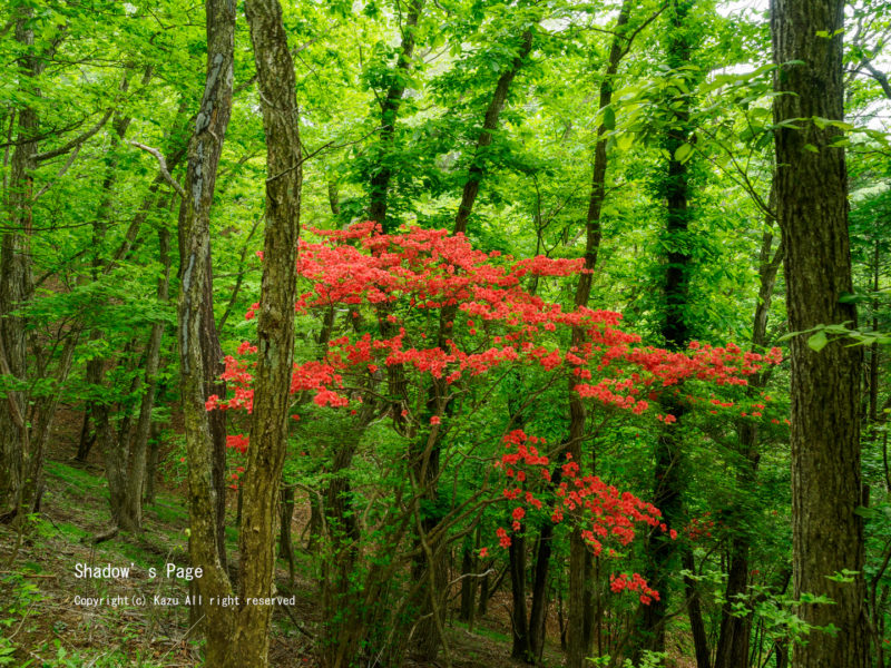 ツツジ咲くの荒船山（1,422m）