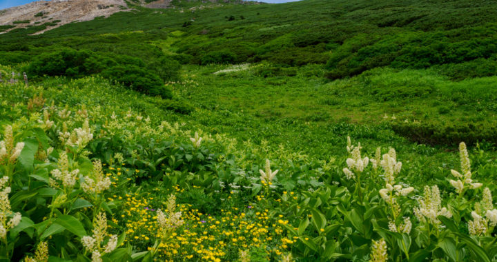 花の百名山　白山(2,702m)