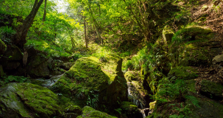 灼熱の棒ノ折山(969ｍ)