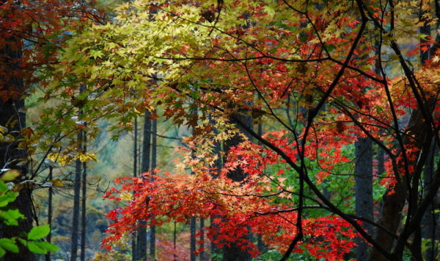 西沢渓谷ハイキング