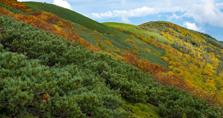 紅葉の木曽駒