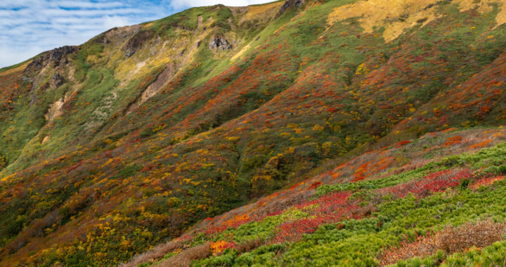 神の紅葉絨毯（栗駒山:1,626m）