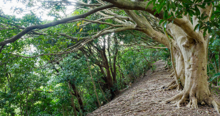 鷹取山と乳頭山（山岳協会）